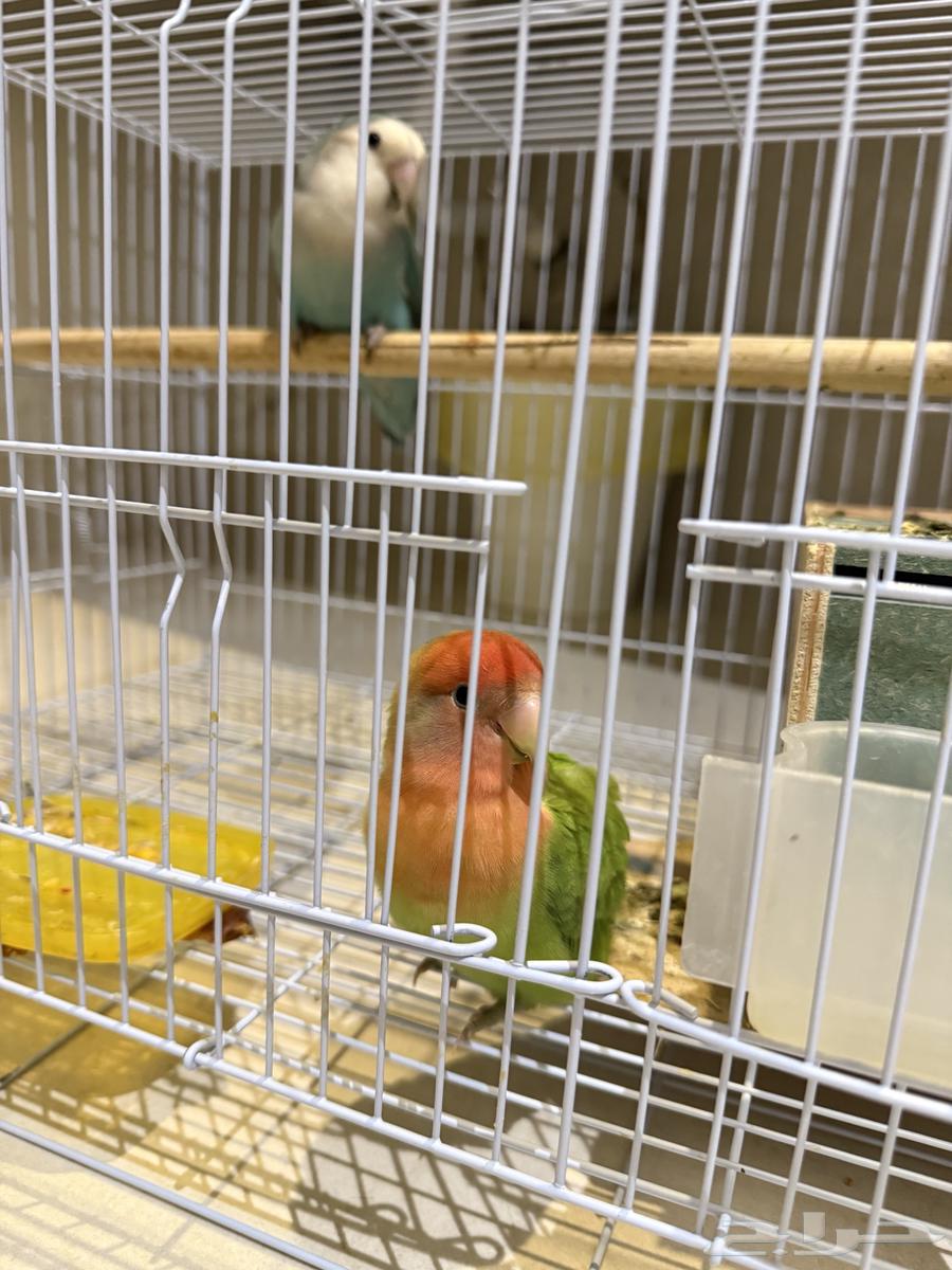 للبيع زوج روز اليف مع فروخهم64373268191489111