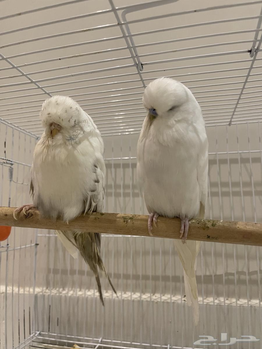 جوز إنجليزي معاه فرخين بعمر ثلاث شهور64364595736066110