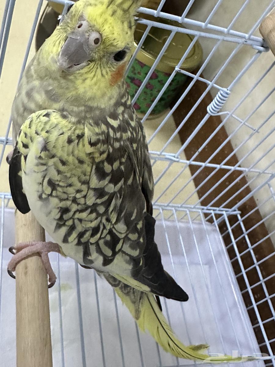 Tayr - Crow64372828118915110