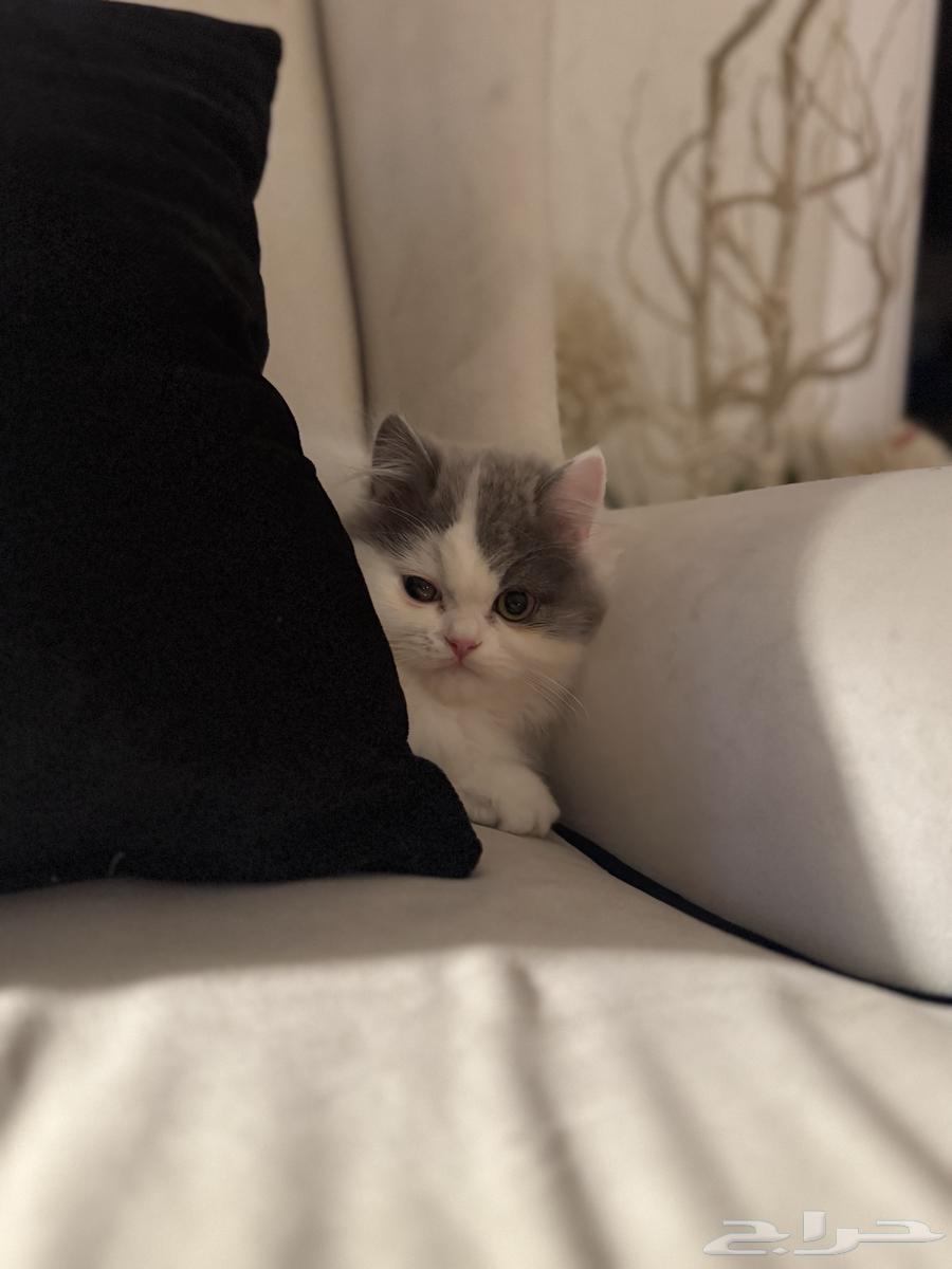 قط للبيع64377093796739112