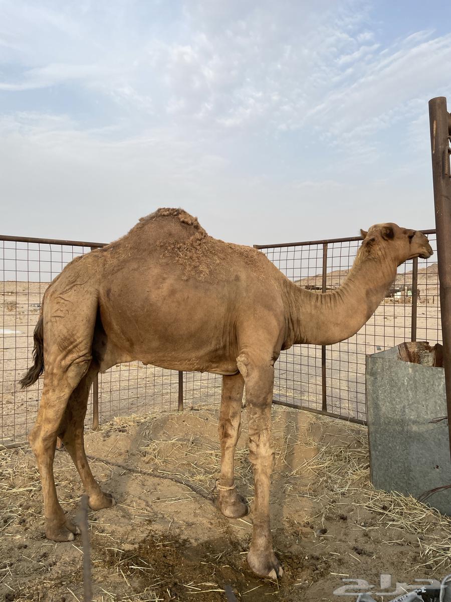 جمل احمر للبيع64369352423299112