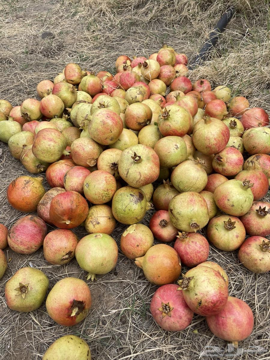 Al-Ma'mar Valley Dates64370727339651114