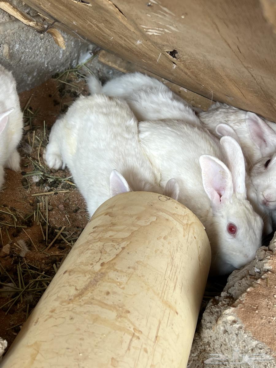 ارانب فرنسي كبار64369806072578111