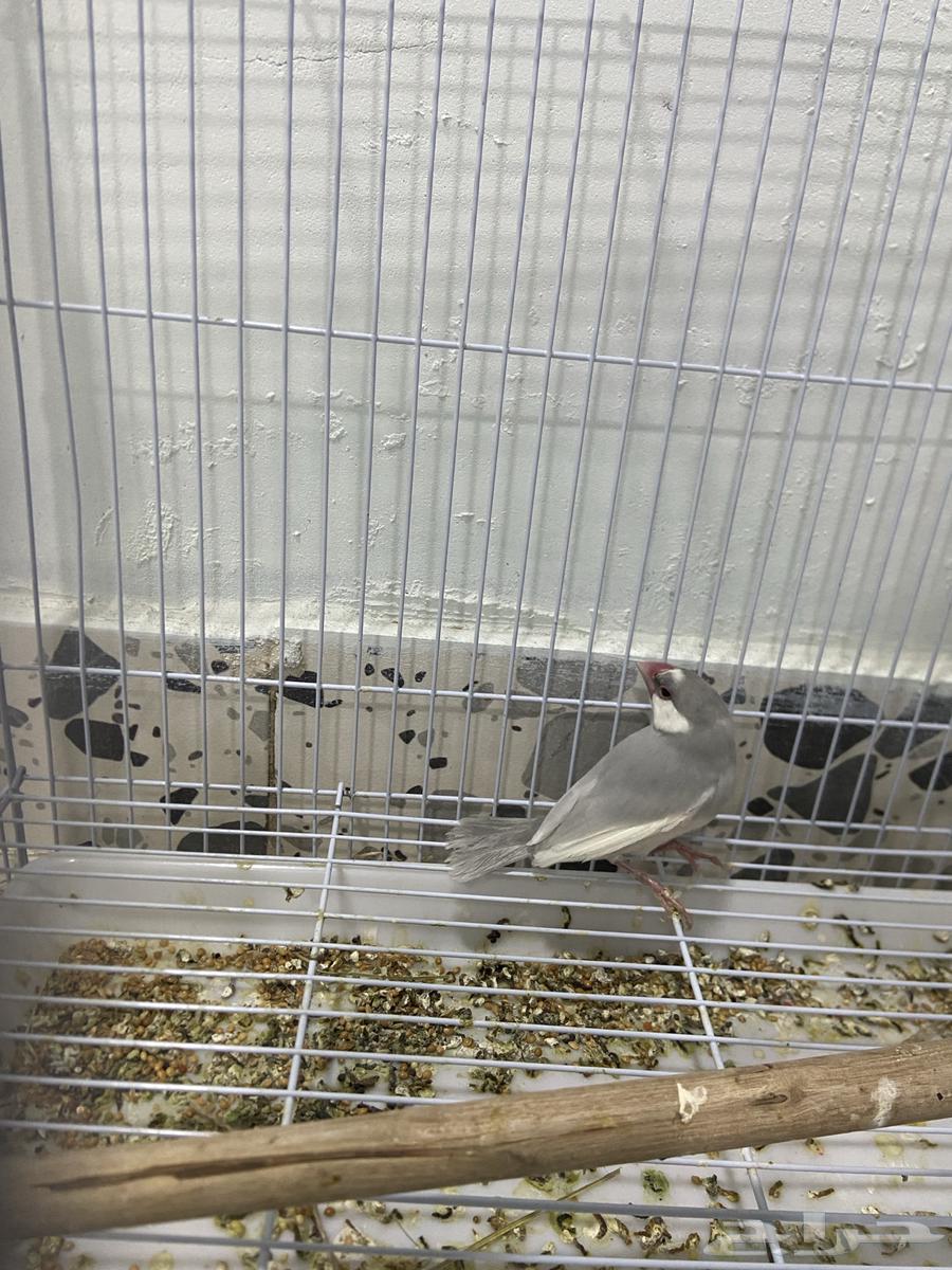 Java Male Bird64374949532419110