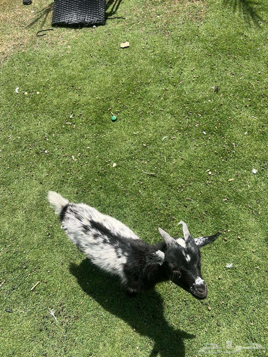 تيس قزم للبيع64363980885761114