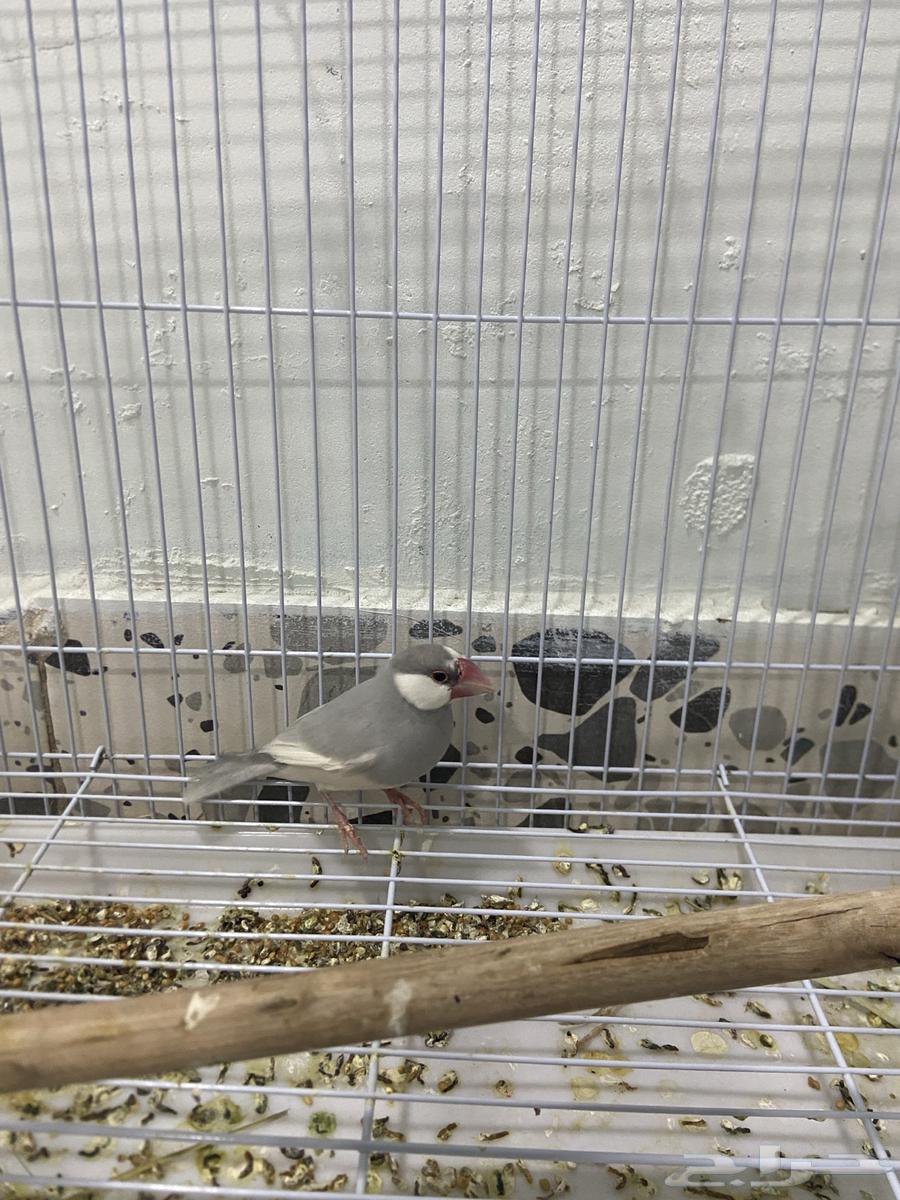 Java Male Bird64374949532419111