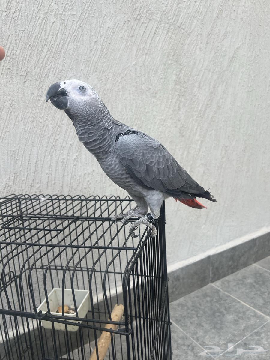 ببغاء كاسكو64368703354113110