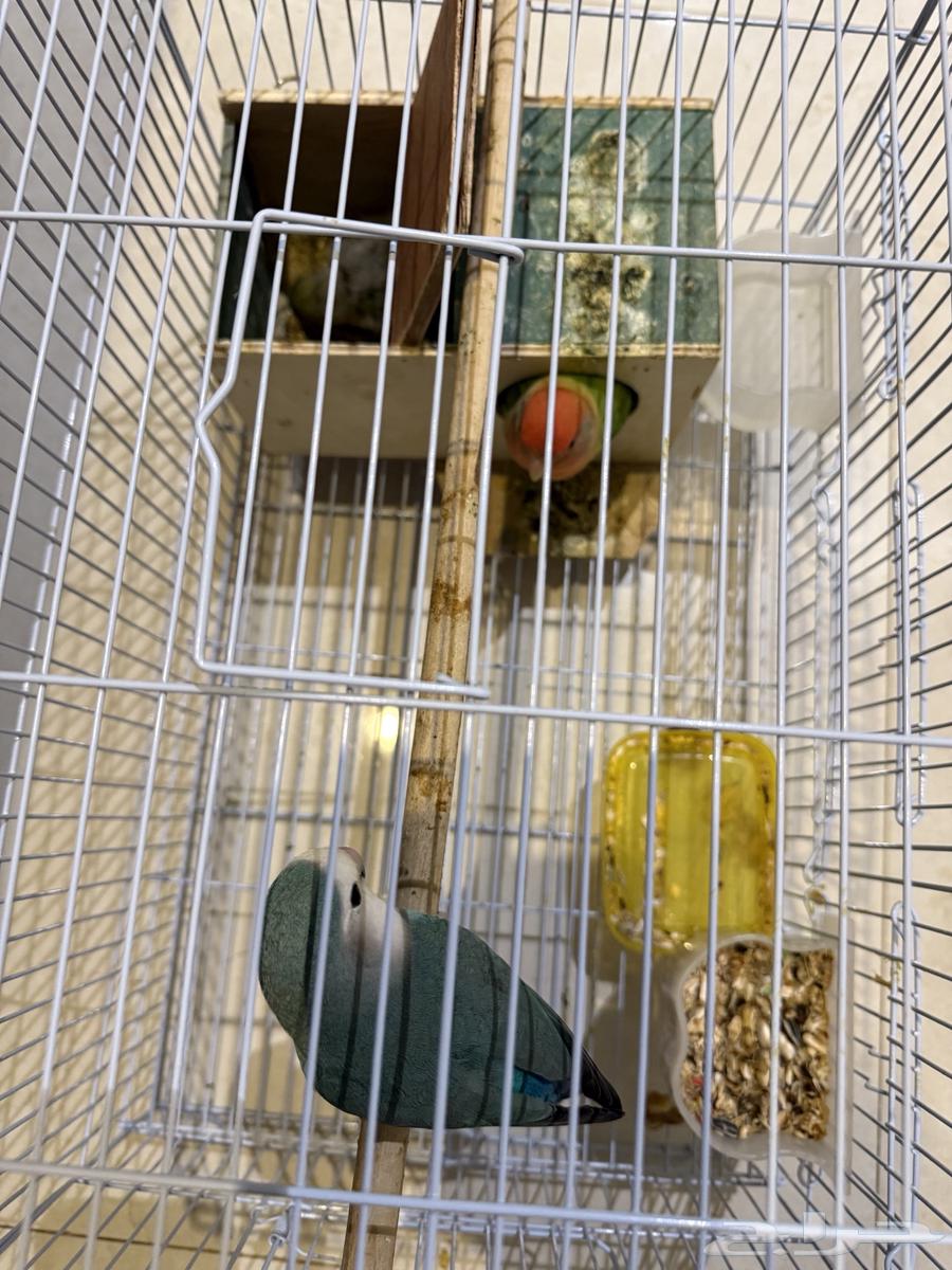 للبيع زوج روز اليف مع فروخهم64373268191489110