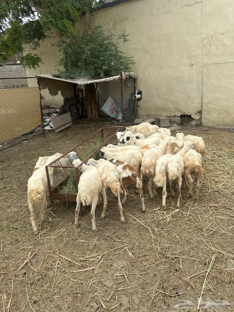 Rkhal64368470299905111