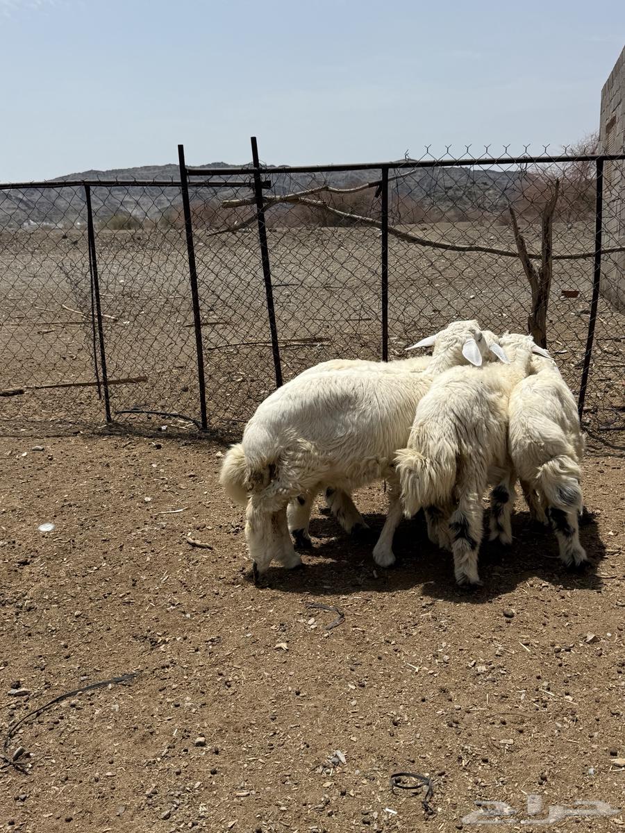 للبيع 5 طليان من انتاج المرح64367493660034110