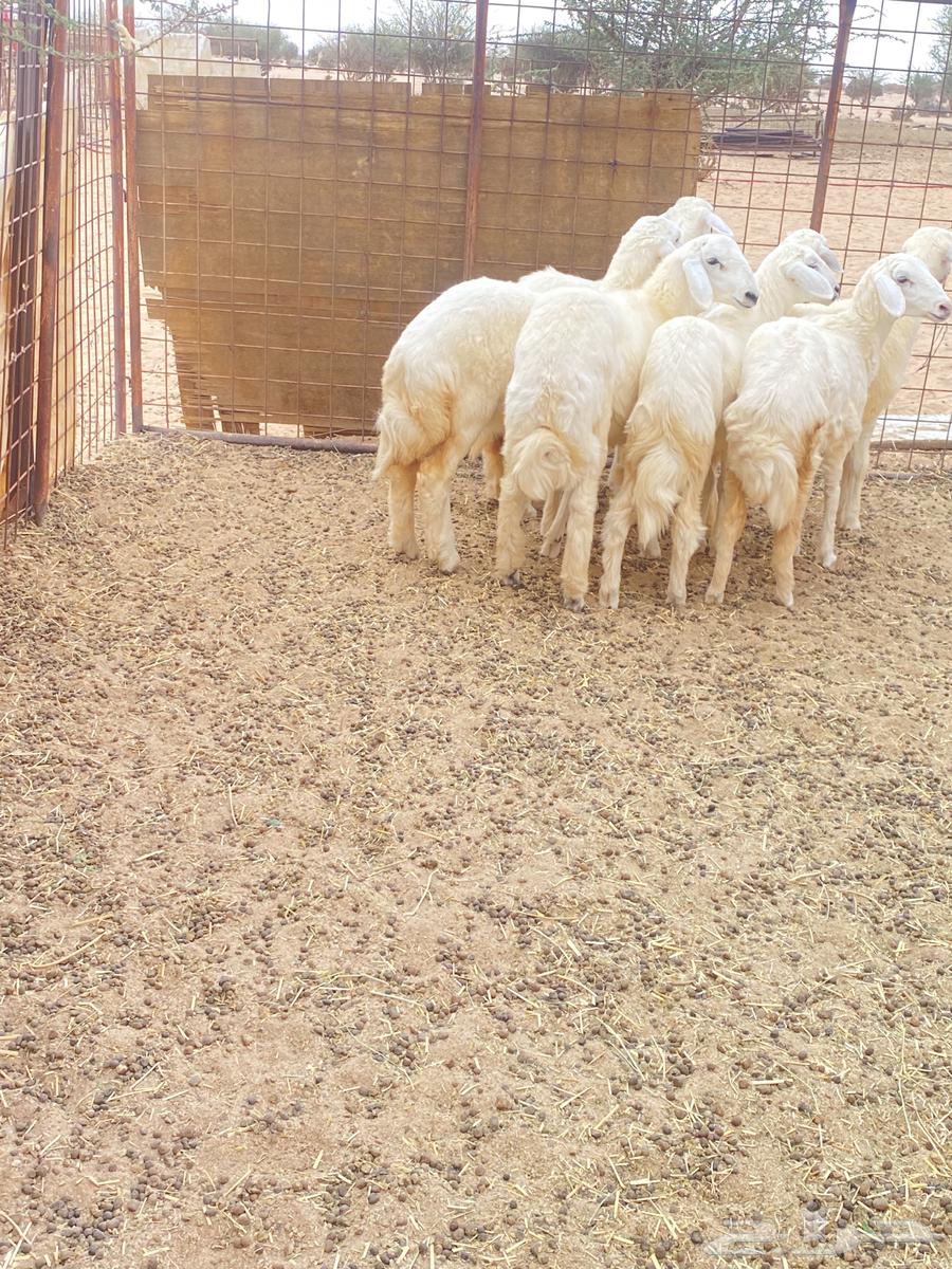 Hello, I present to you Rahal Teyba issue number 664372668024322110