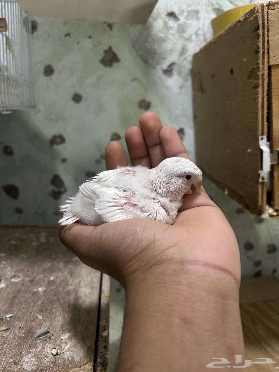 Froukh Al-Roz64364831939713113