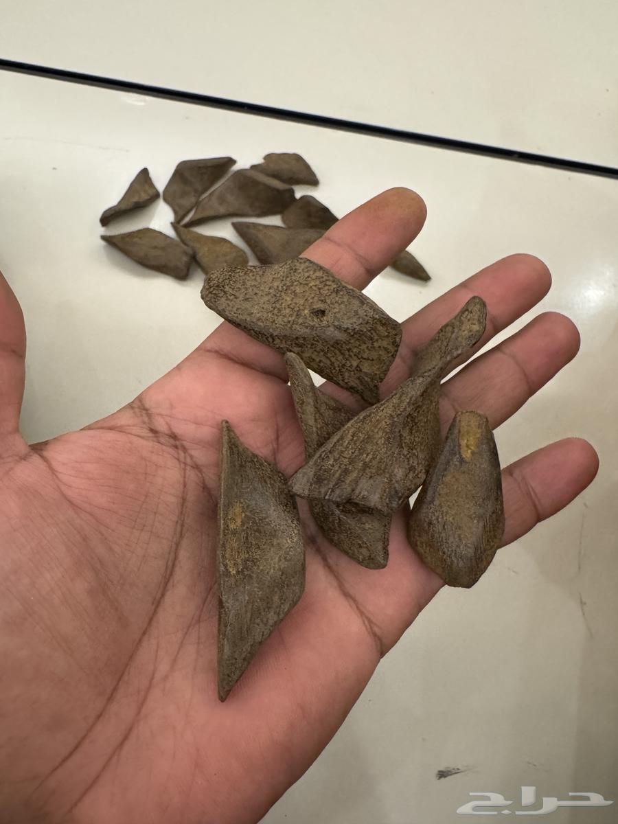 عود مروكي محسن ممتاز جده64375437938178113