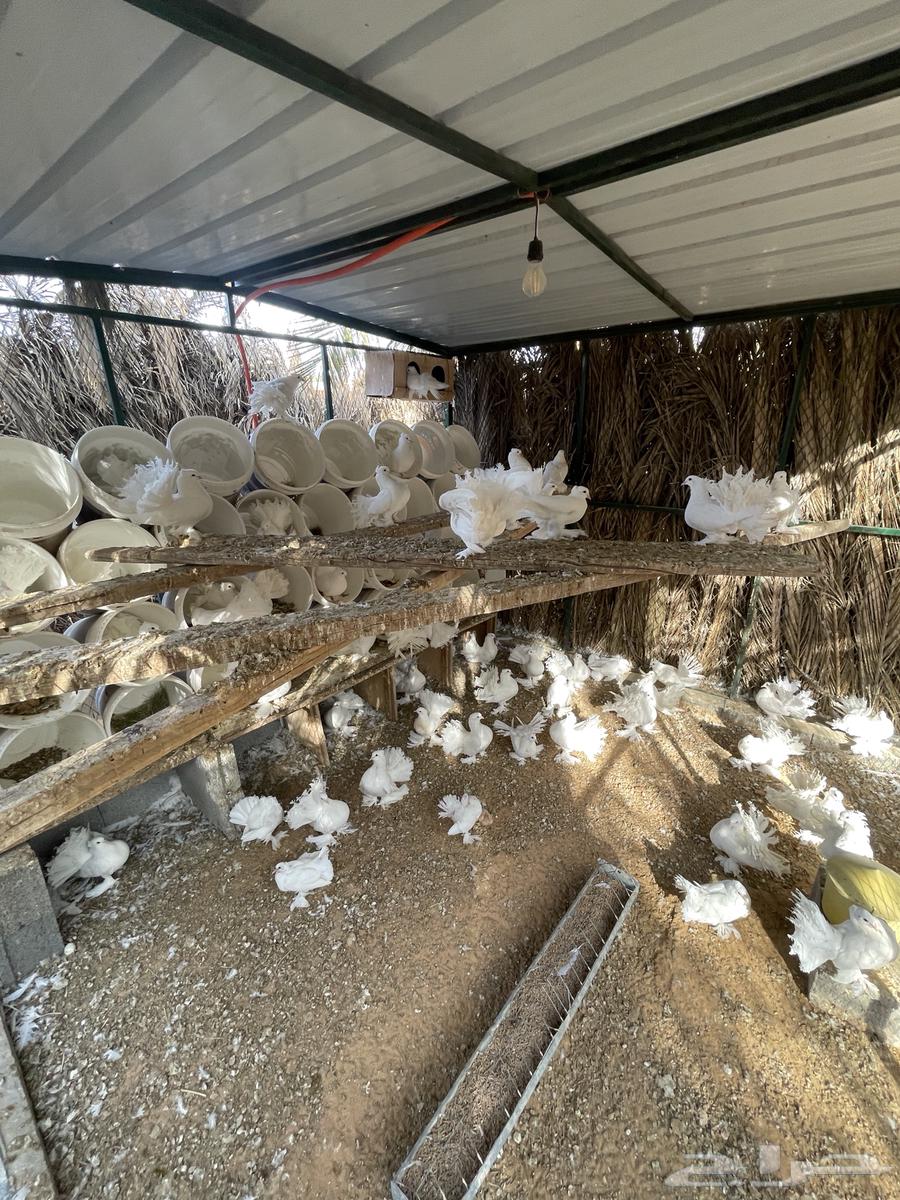 للبيع حمام رقاصي64372141332099110