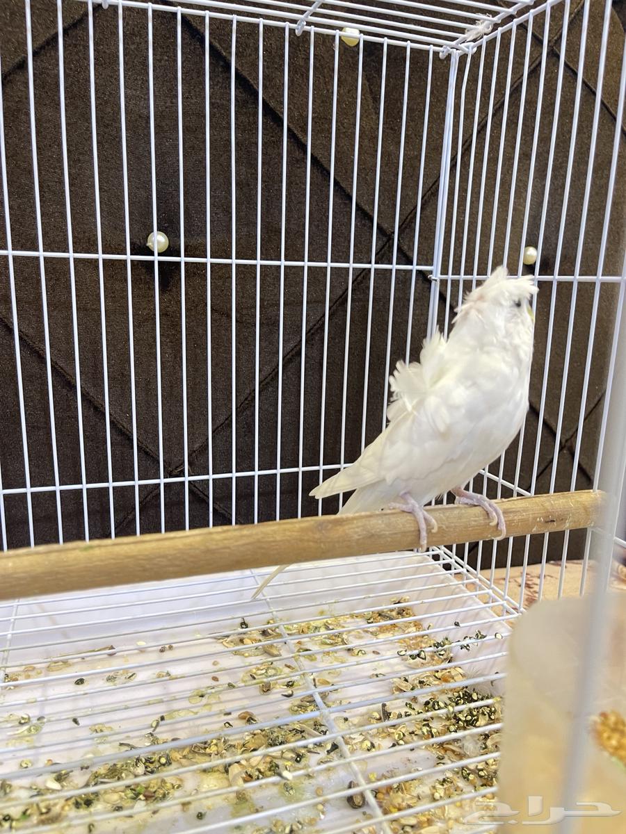 ذكر بادجي هوقو64364292101507113