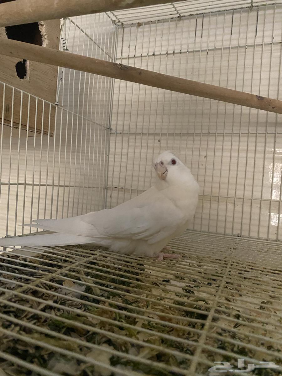 ذكر كروان البينو64367129377283111