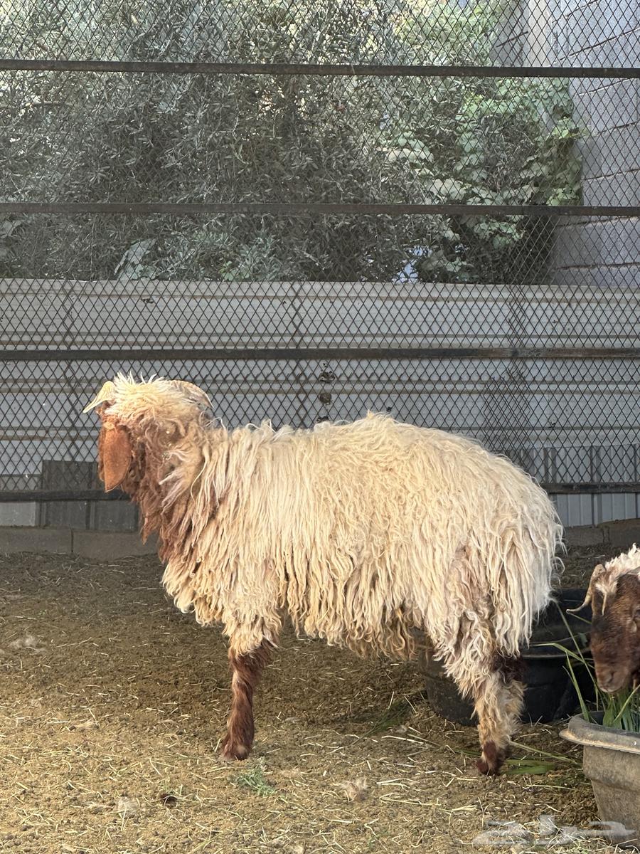 خرفان نعيمي ب400 ريال64375349103490112