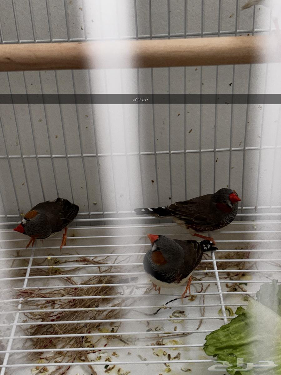 طيور زيبرا (فنجس) جاهزين64369290560002113