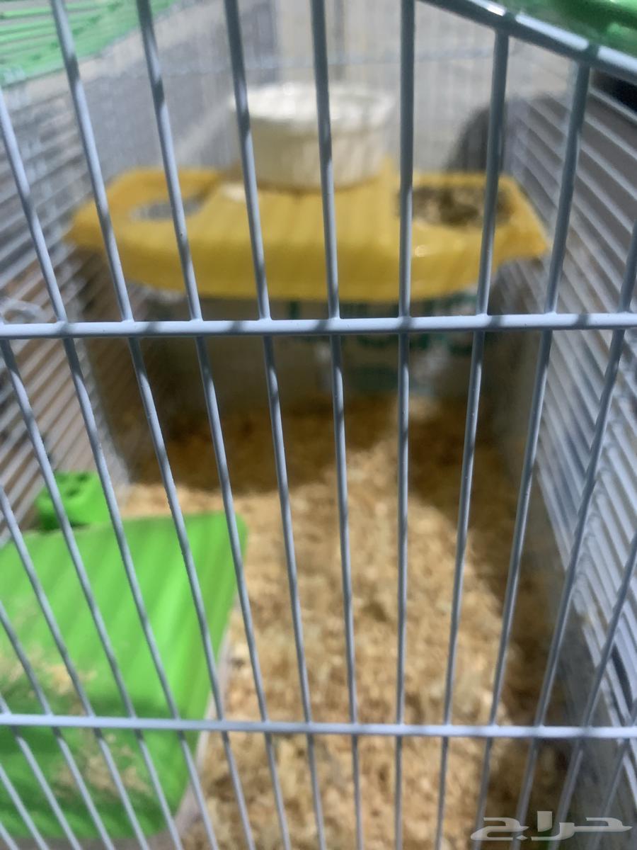 هامستر للبيع أنثى عمر 9 شهور قفص معى الأكل معى القش64374009533186111
