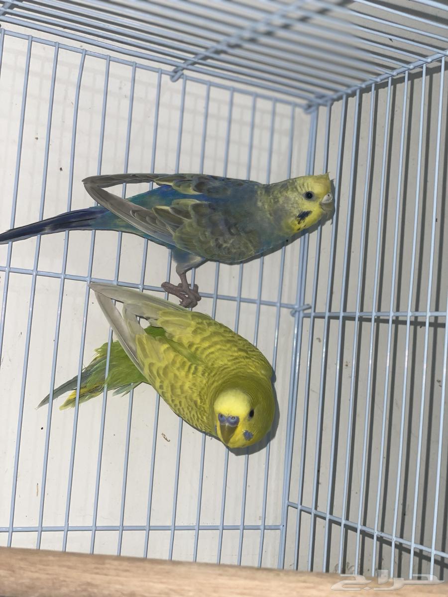 زوج بادجي جاهز مشروط للبيع64374451747713110