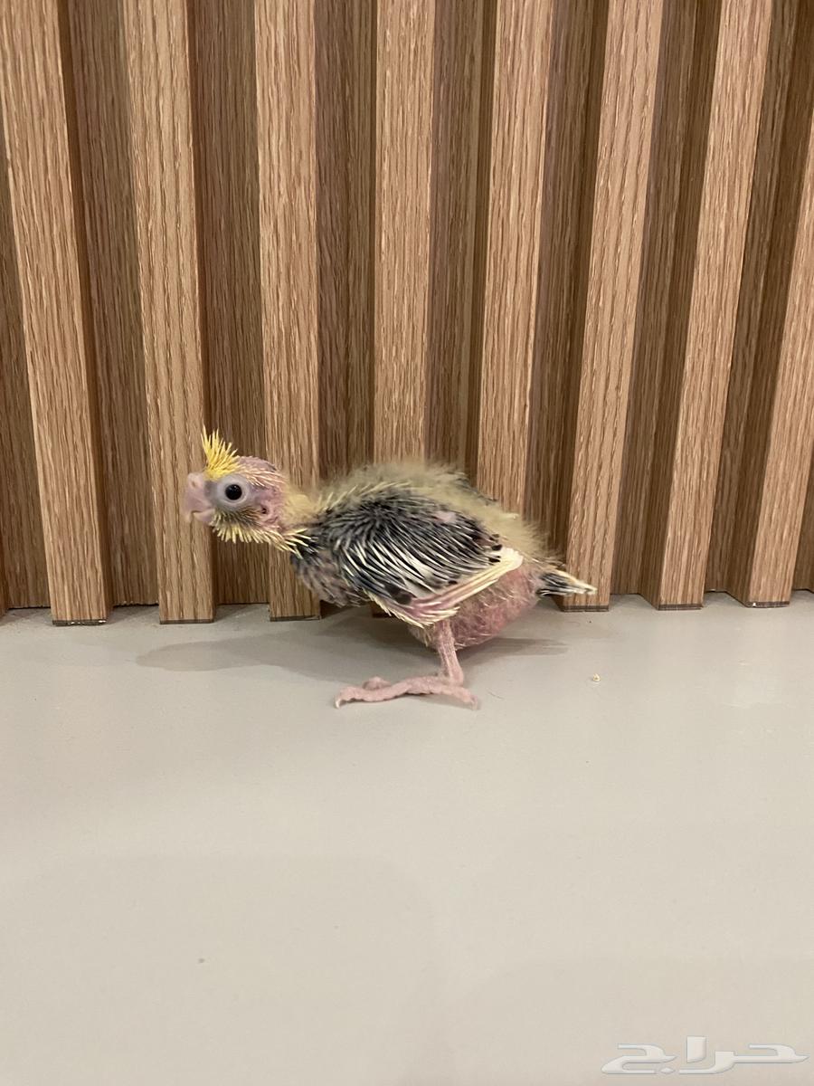 فرخ كروان مميز الالوان64357907998594111