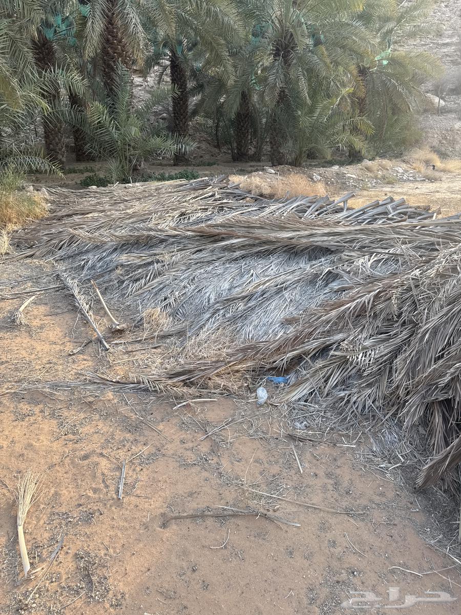 جريد نخل للبيع64371074584322112
