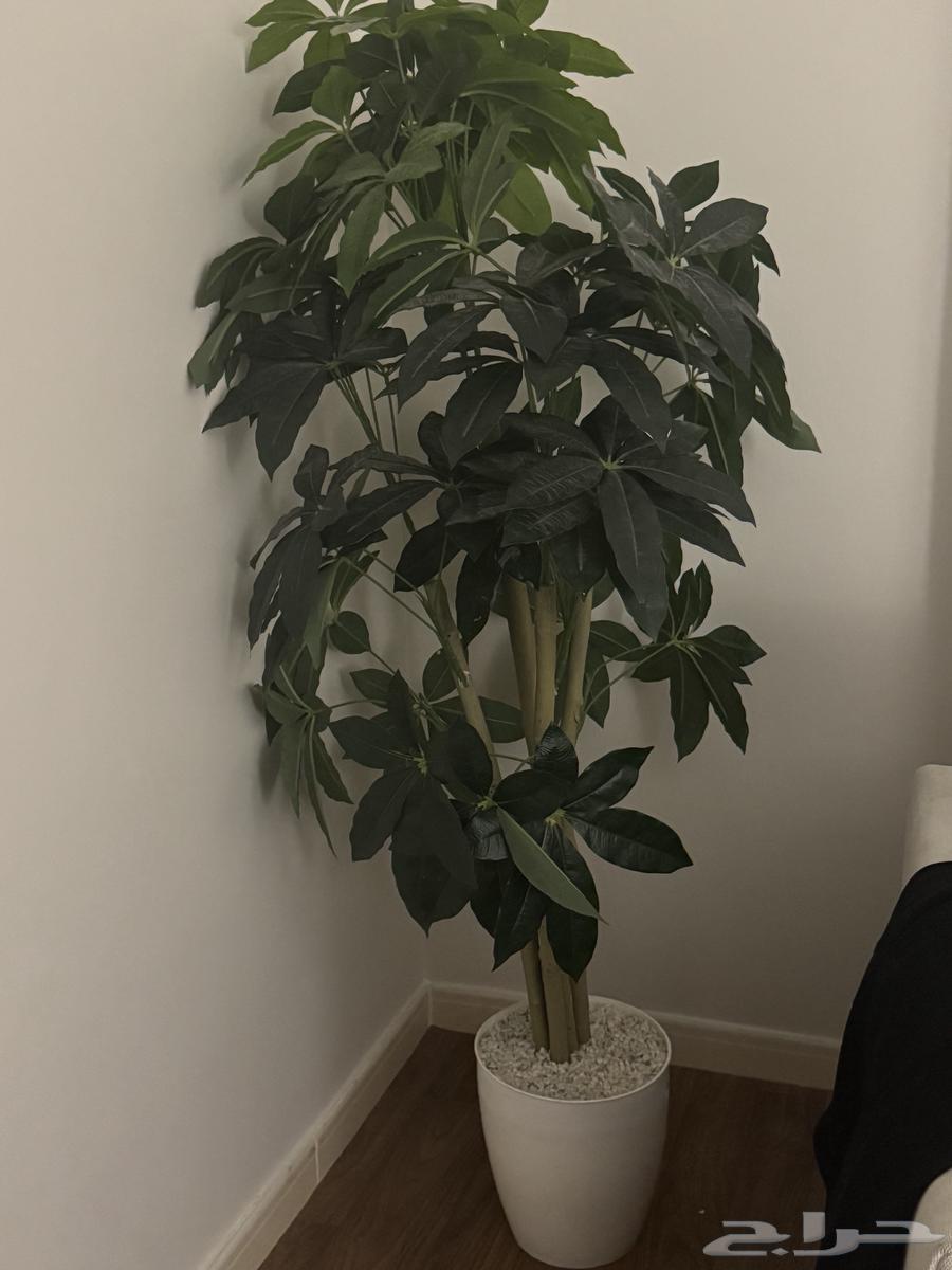 طاوله رخام64363921800579113