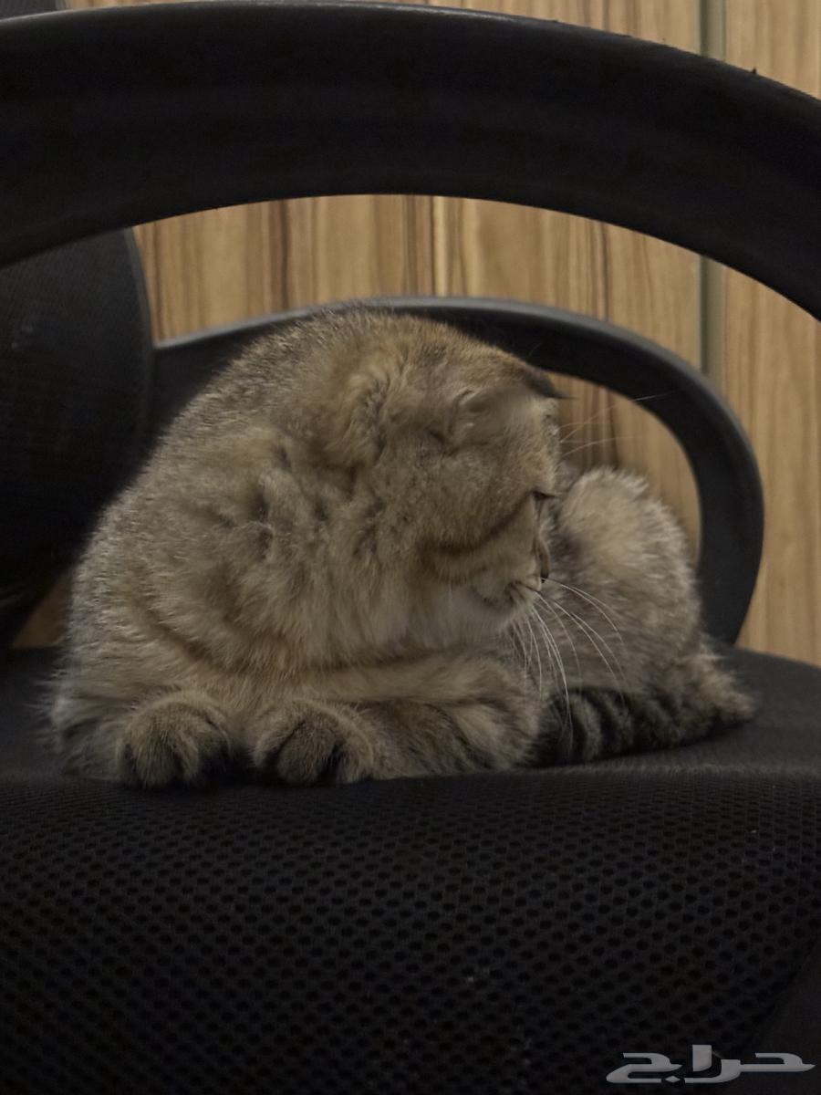 Scottish Fold Kitten64375798290689114