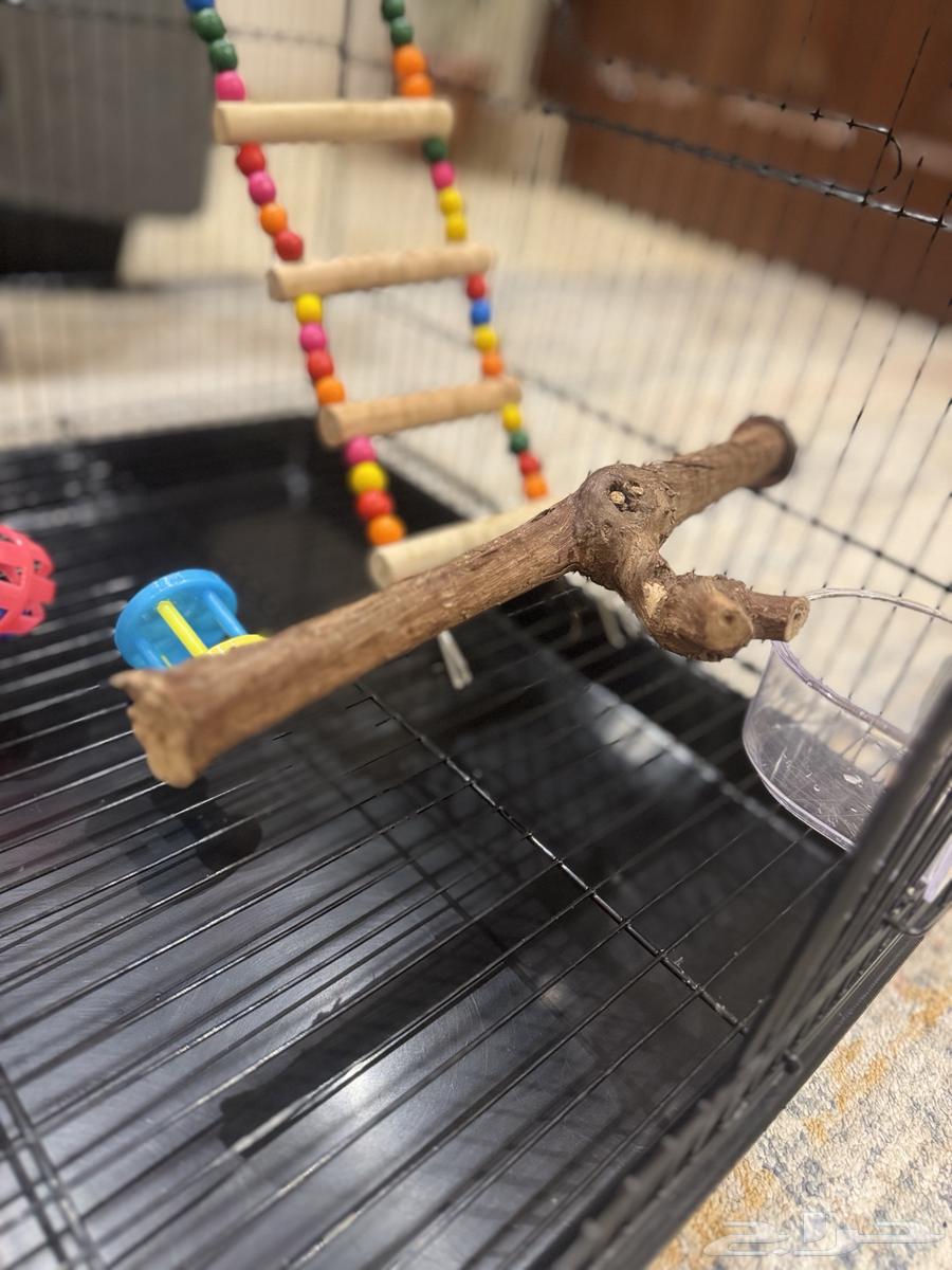 قفص ببغاء-طيور مقاس 601 لون اسود مع العاب (شبه جديد)64369761994242114