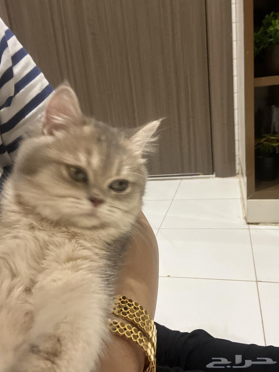 قطة سكوتش فولد ستريت للبيع64363892035843112