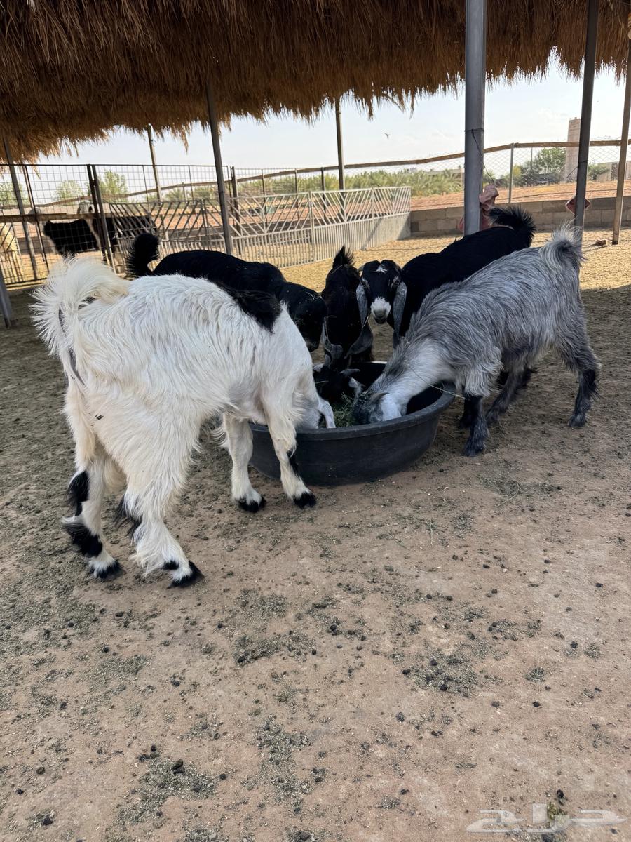 تيوس للبيع64370453439875112