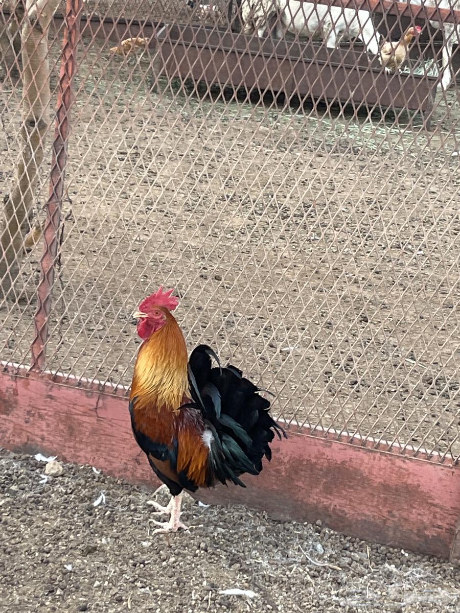 ديك بلدي اصلي64370914902785110