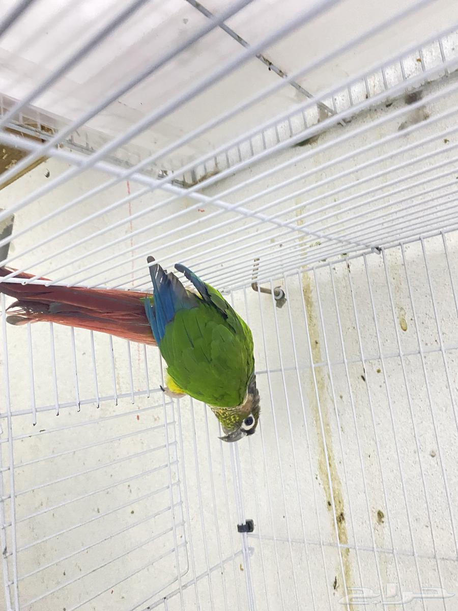 للبيع ذكرين كنيور يلو سايد محلله بشهايد. جاهزه لي النتاج64371248869634112