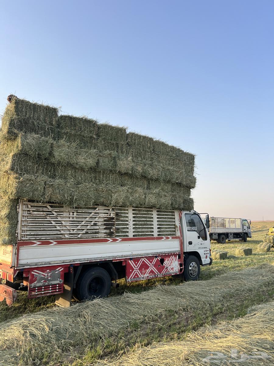 رودس صافي ناعم ورق64372346046723113