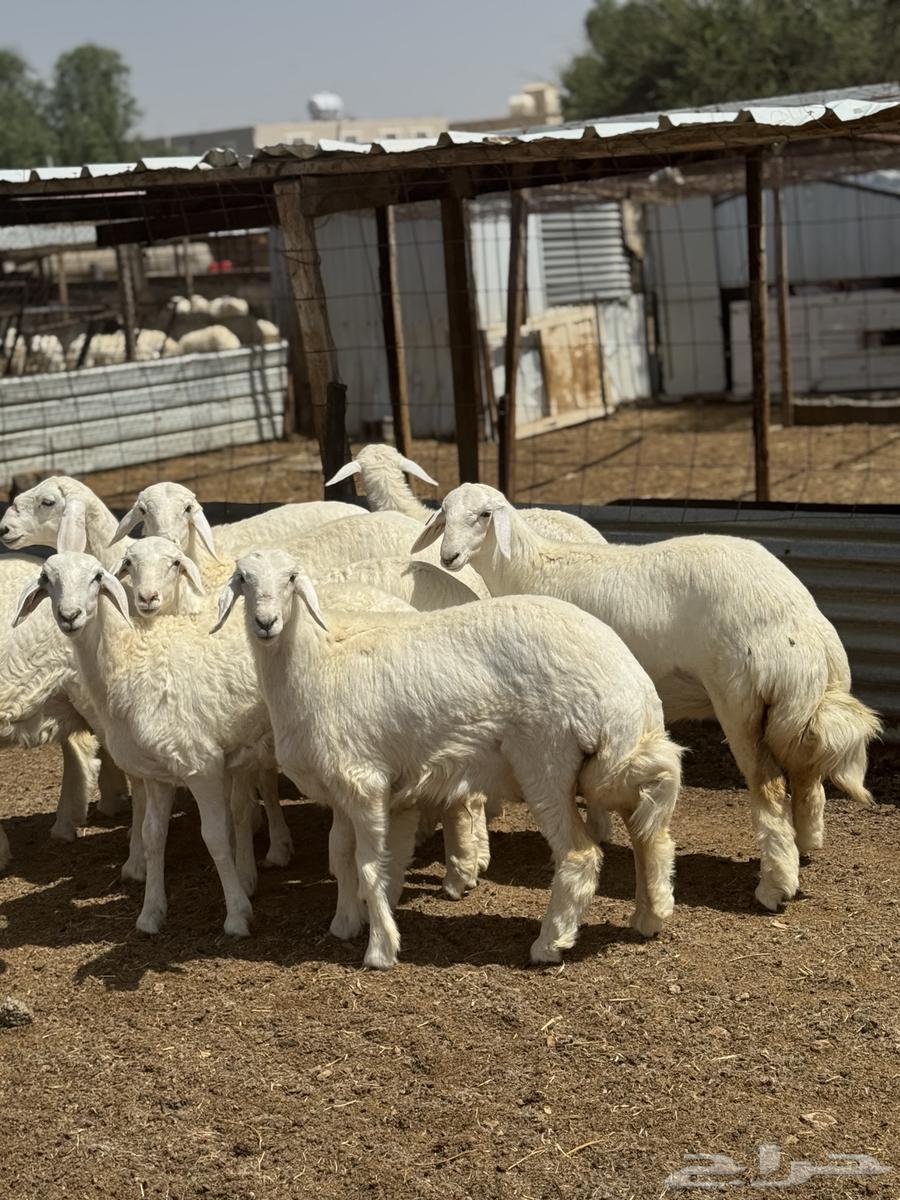 رخال صنف64366834231299110