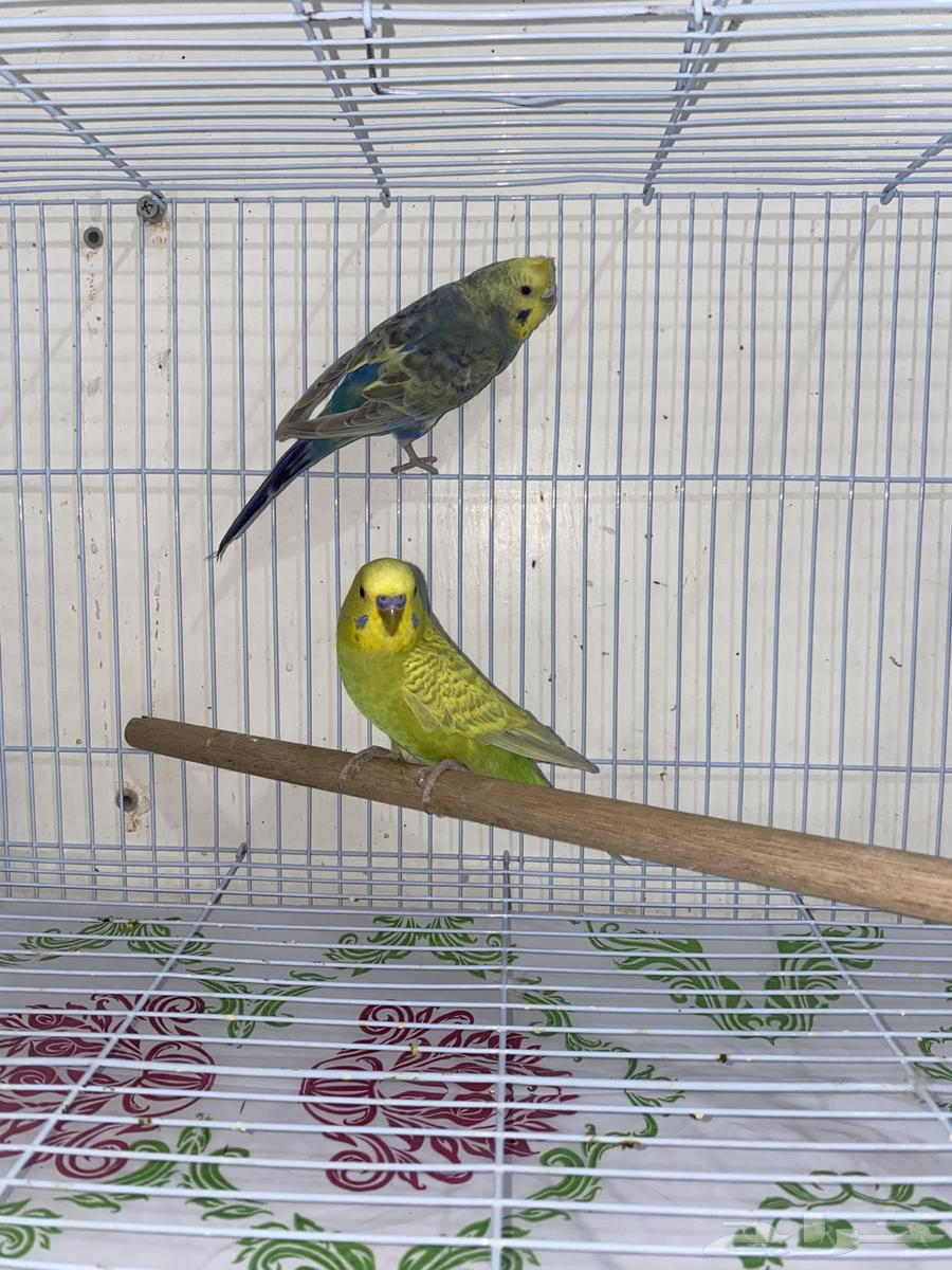 زوج بادجي جاهز مشروط للبيع64374451747713111