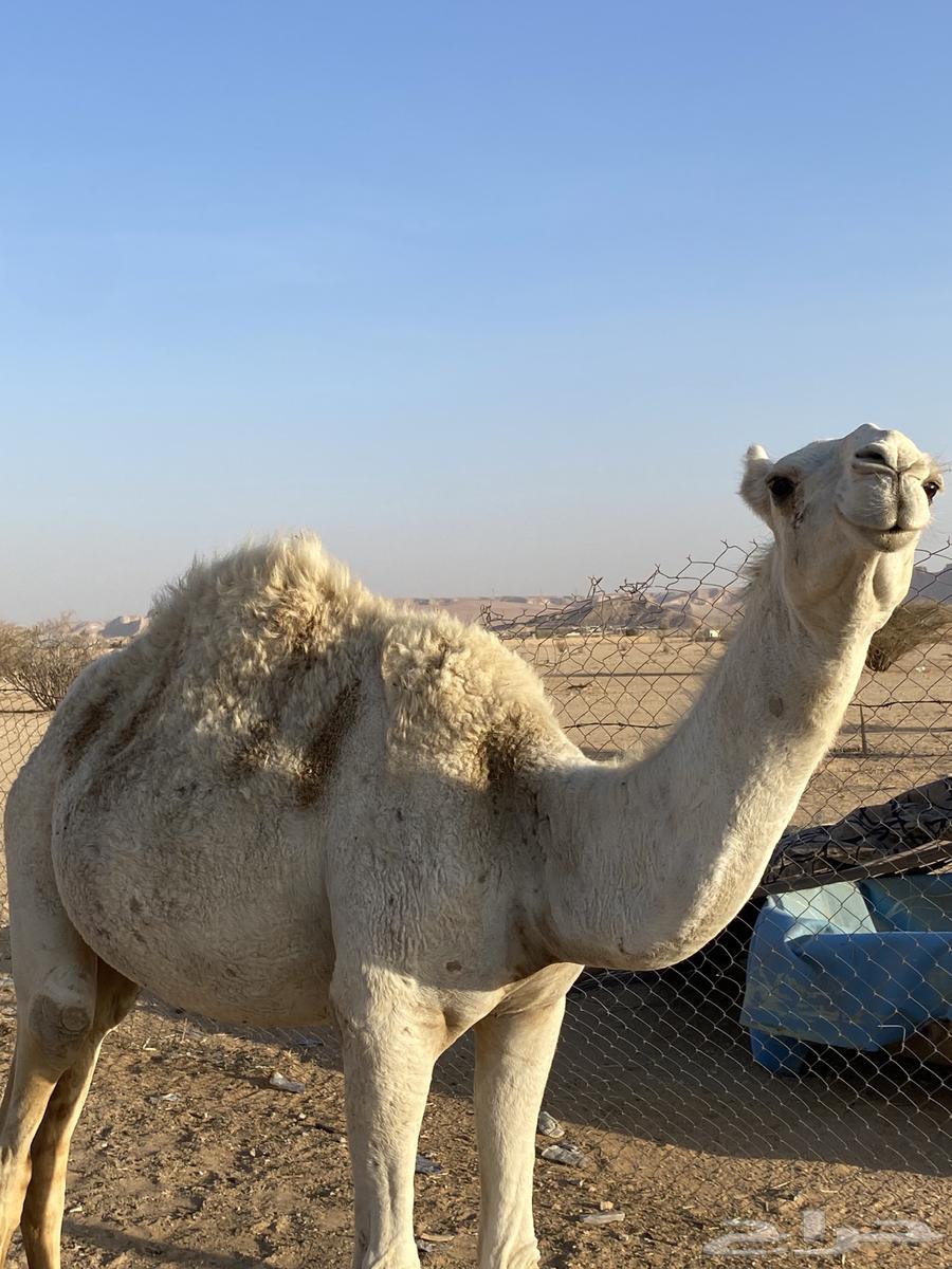 بكره وضحاء عمرها سنه ونص64375483095682112