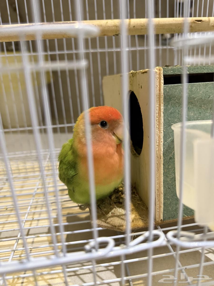 للبيع زوج روز اليف مع فروخهم64373268191489112