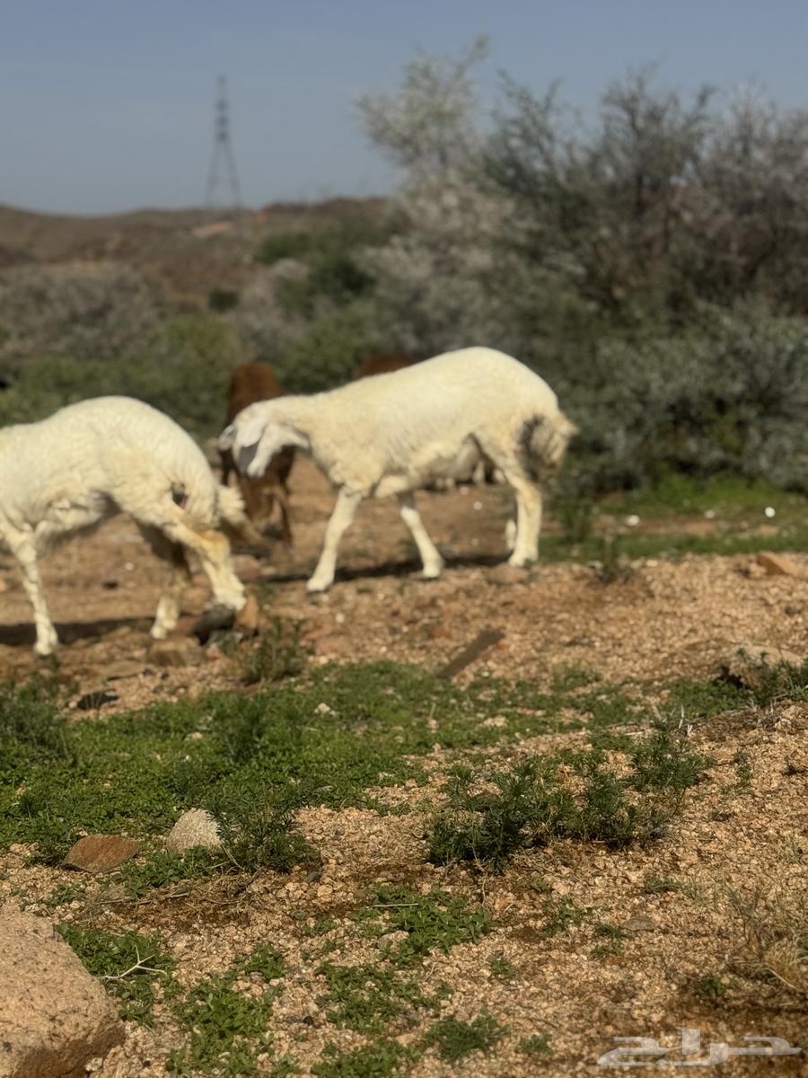 رخال حرية مقنى64365983024899112