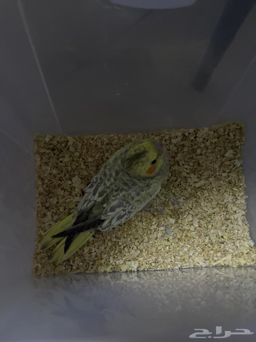 كروان إيزابيل للبيع المستعجل64368266765698112