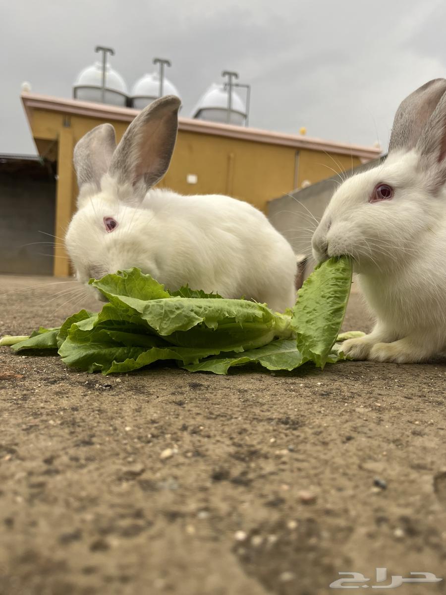ارانب للبيع السبب   سفرر64372463361538110