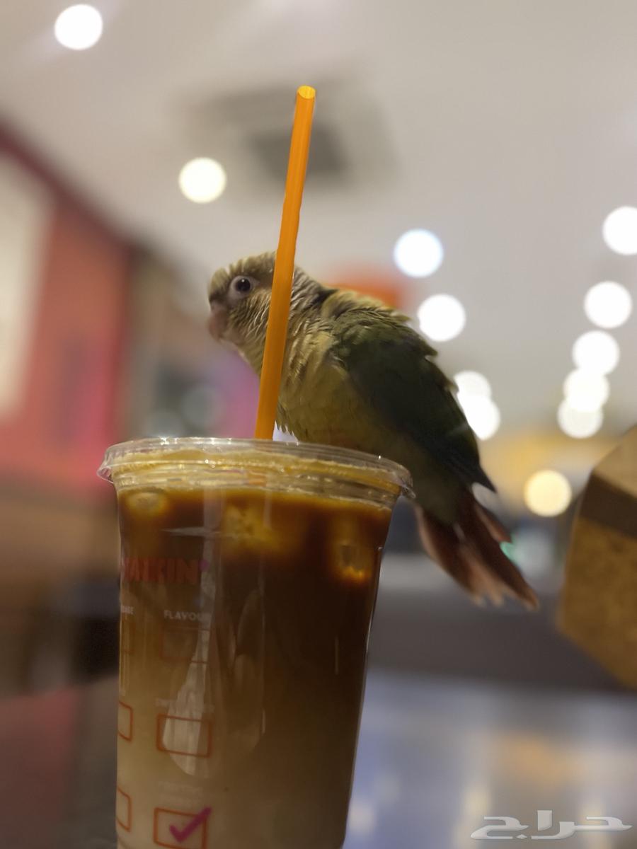 تم البيع كنيور اناناس هدد خارجي64371074574851111