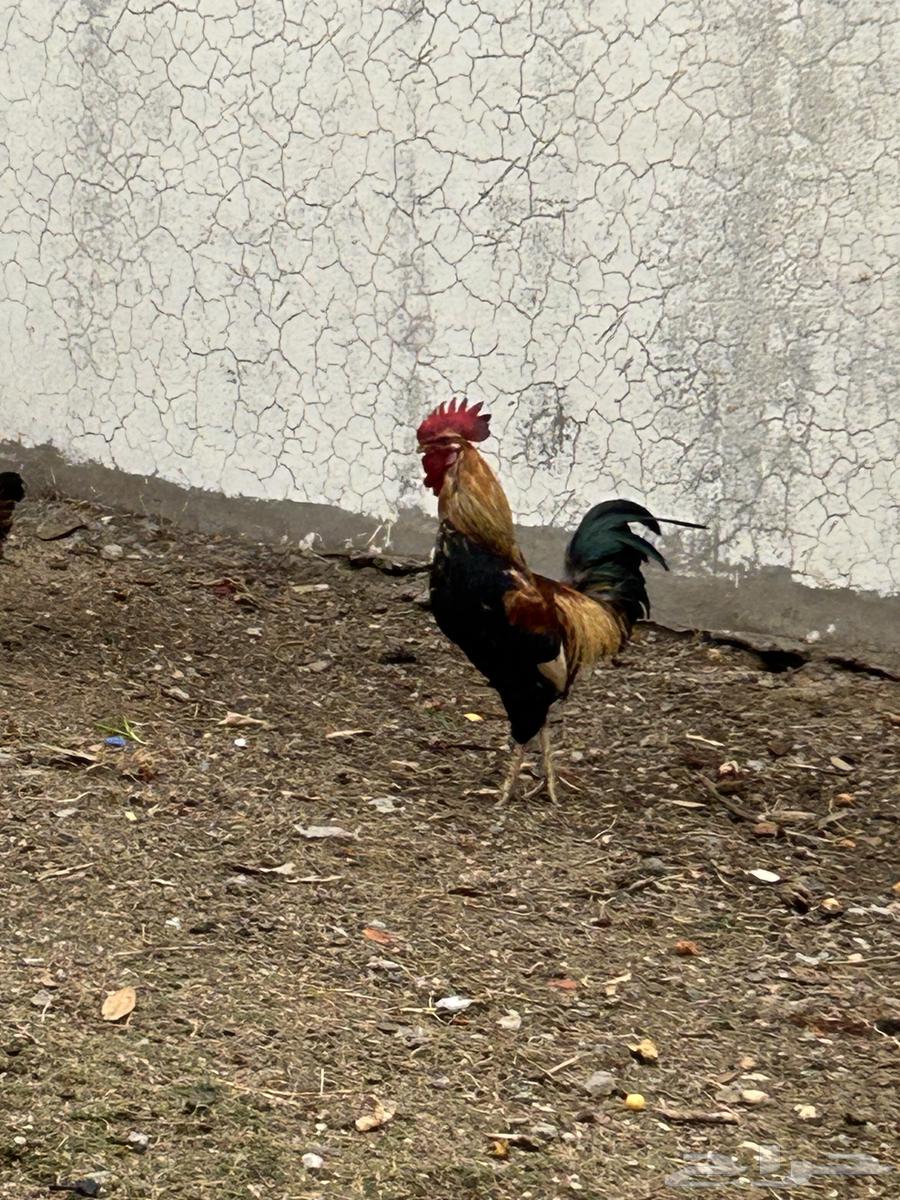 ديك فرنسي مهجن تصفيه من عربي64365100071425114