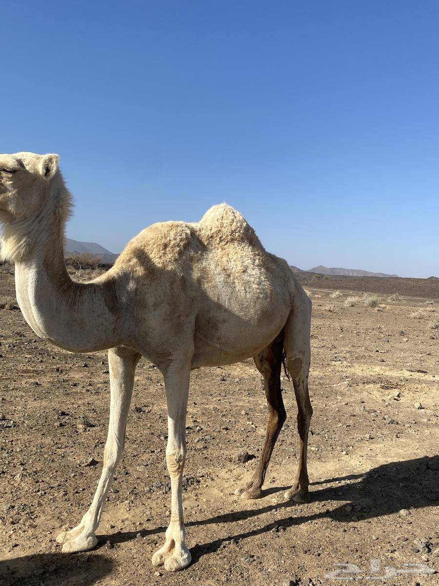 ناقه حايل للبيع نقبل العروض64370115052162110