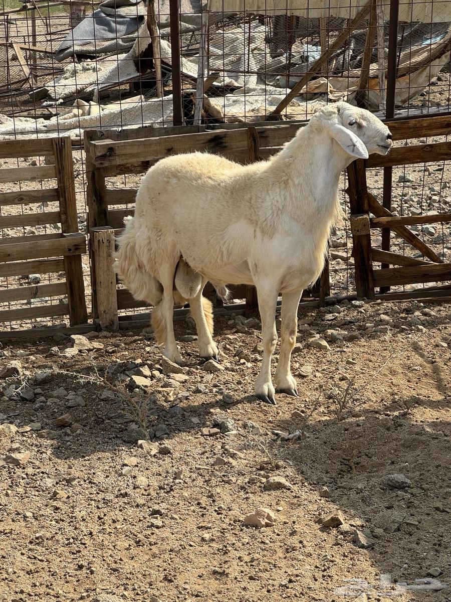 Conditional Sale of a Specific Type of Horse64365909471617111