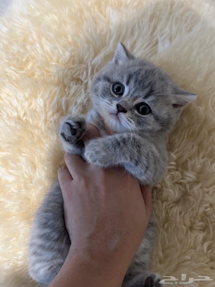 قطط تم البييع64368164065666113