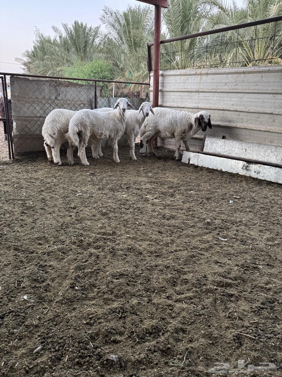 Tayebat Sheep64375274145026112