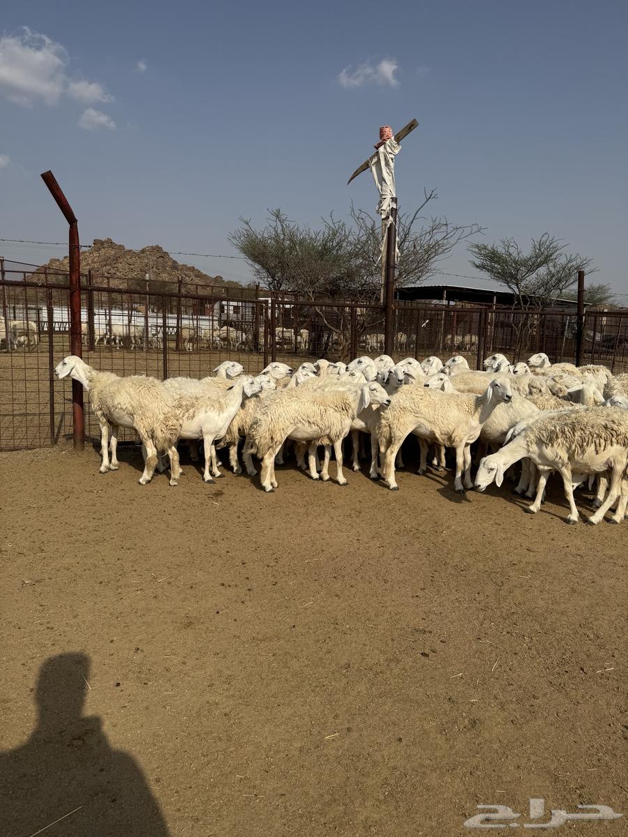 رخال حريات صنف ودفيع64373462715649111