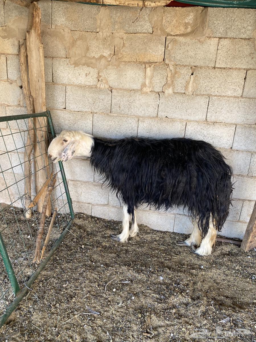 Najdi sheep, Hail64366056556803110