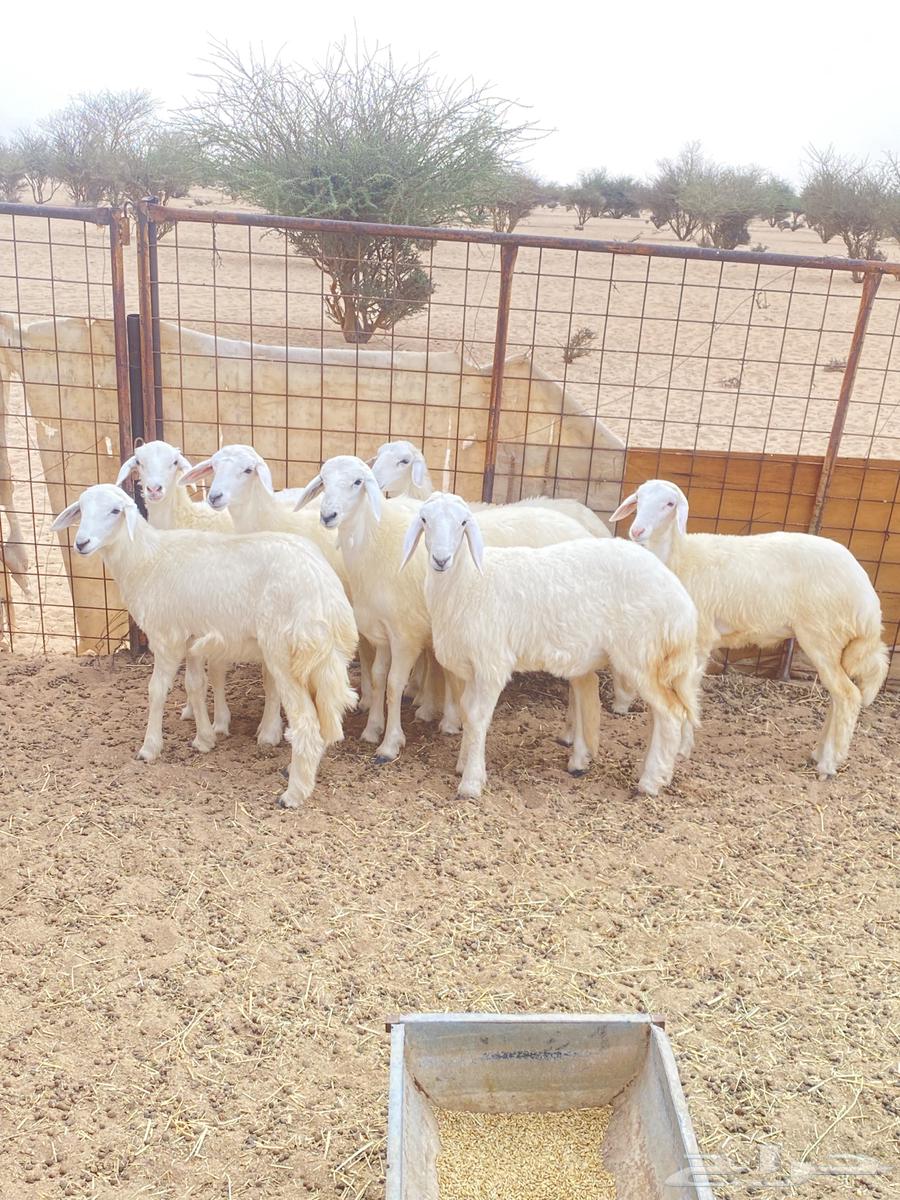 Hello, I present to you Rahal Teyba issue number 664372668024322113